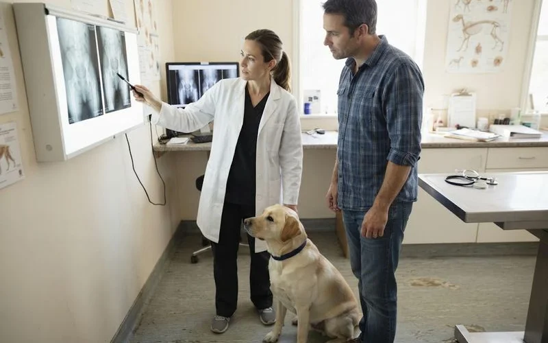 A pet owner and a veterinary specialist reviewing x-ray images on a monitor in a consultation room