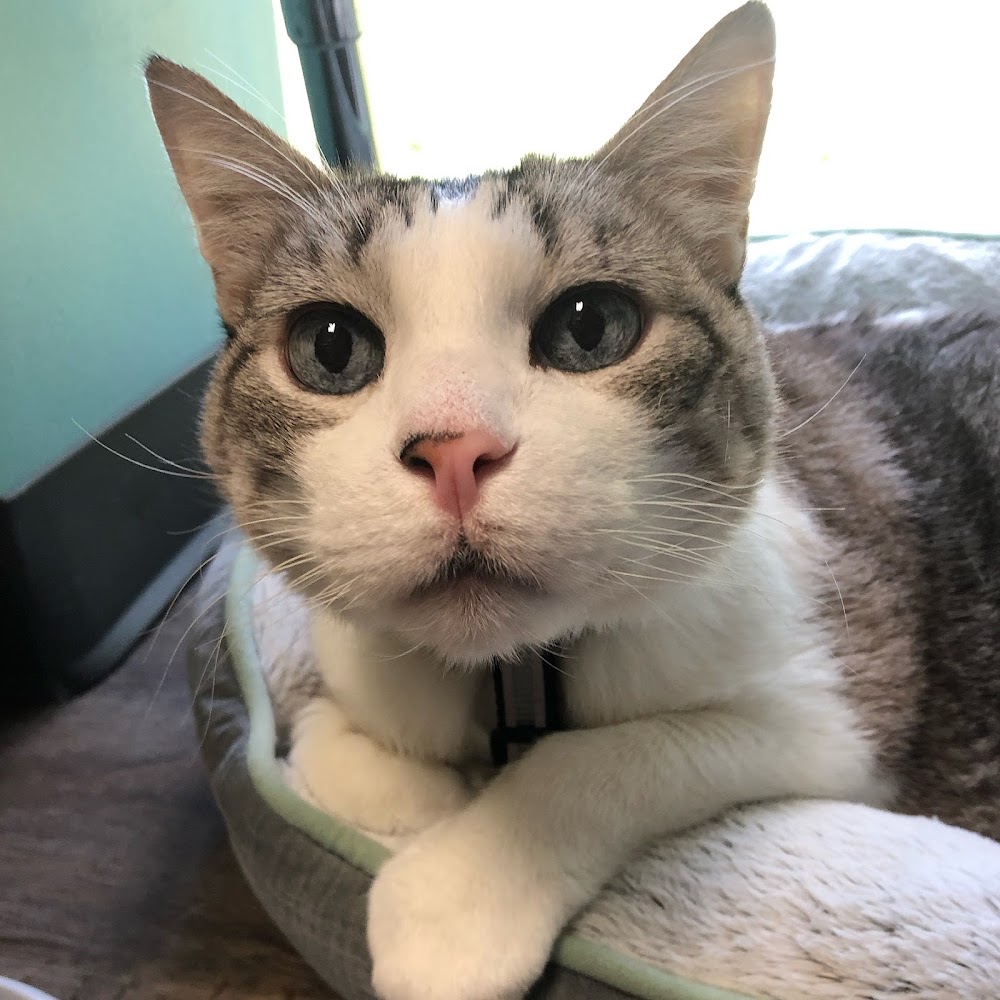 VetPurrfect Pet Wellness PLLC