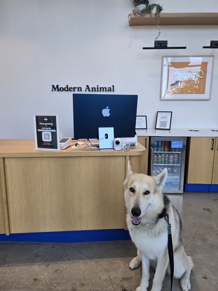 Modern Animal Mueller