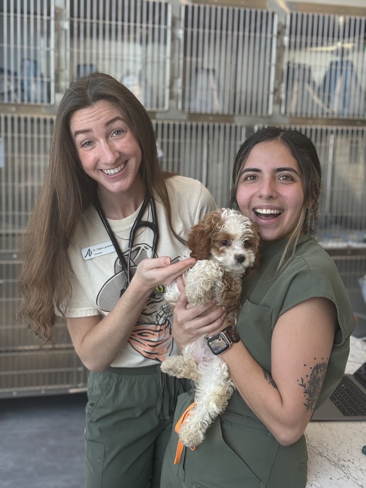 Apollo Veterinary South Austin