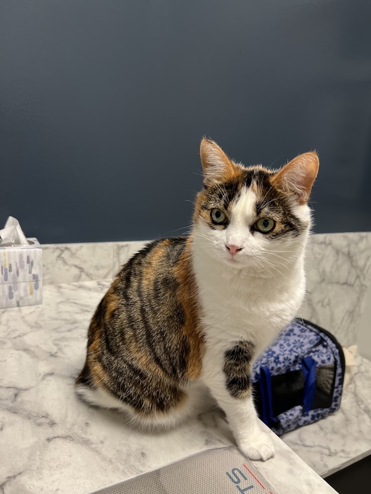 City Limits Vet Clinic