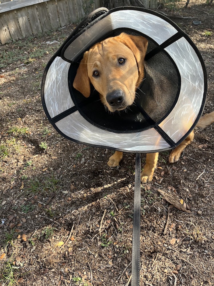 Matthews Vet Services