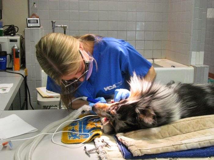 VCA Northwest Hills Animal Hospital