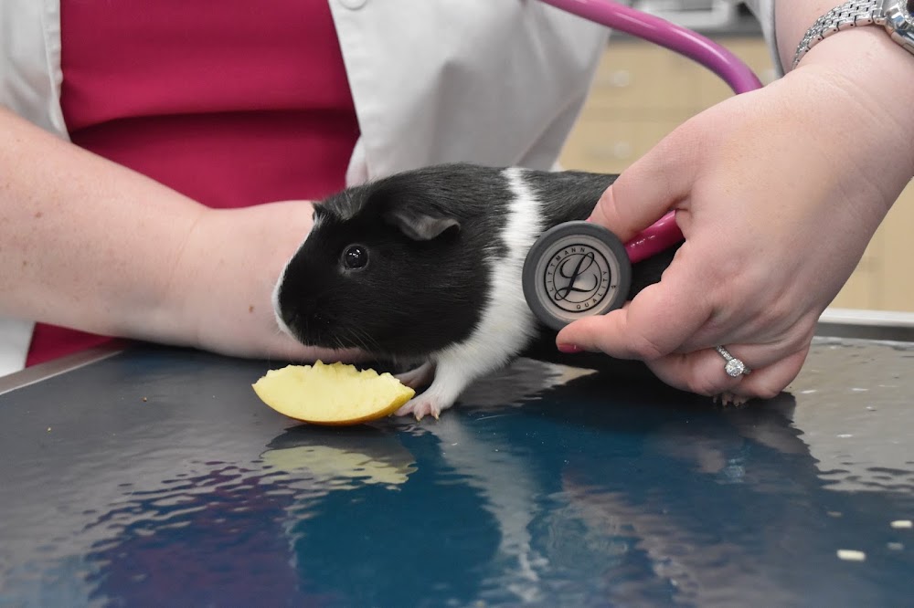 CityVet | Brushy Creek Veterinary Clinic & Urgent Care