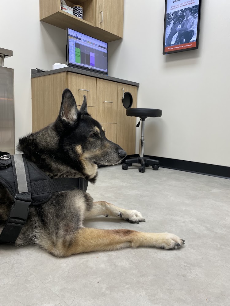CityVet | Central Austin