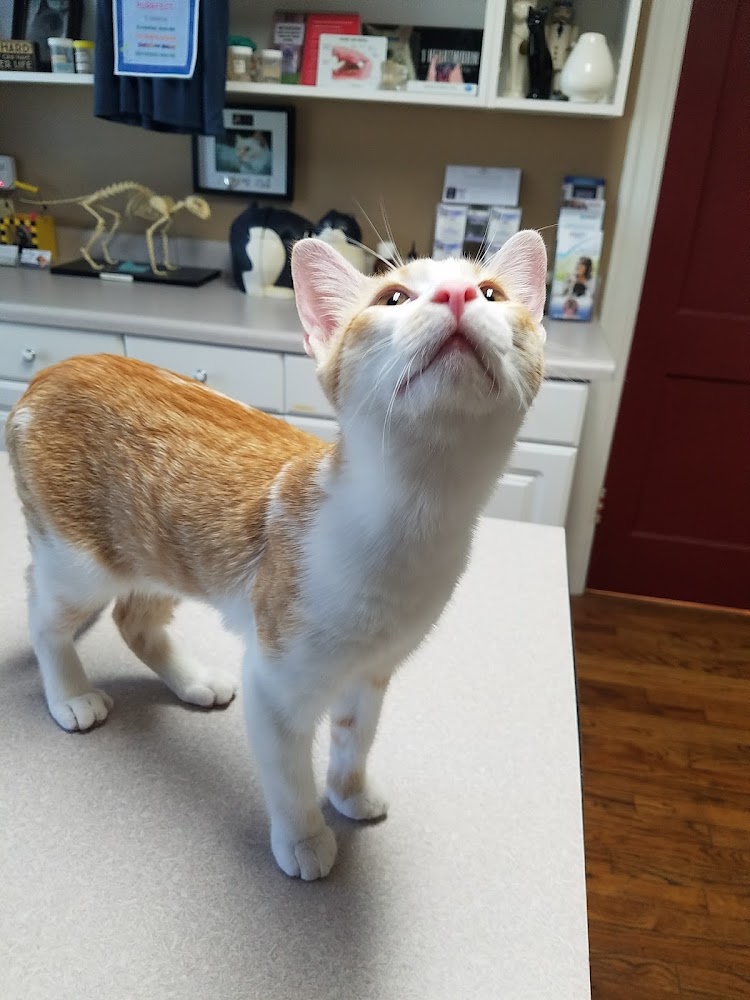 Cat Hospital of Austin