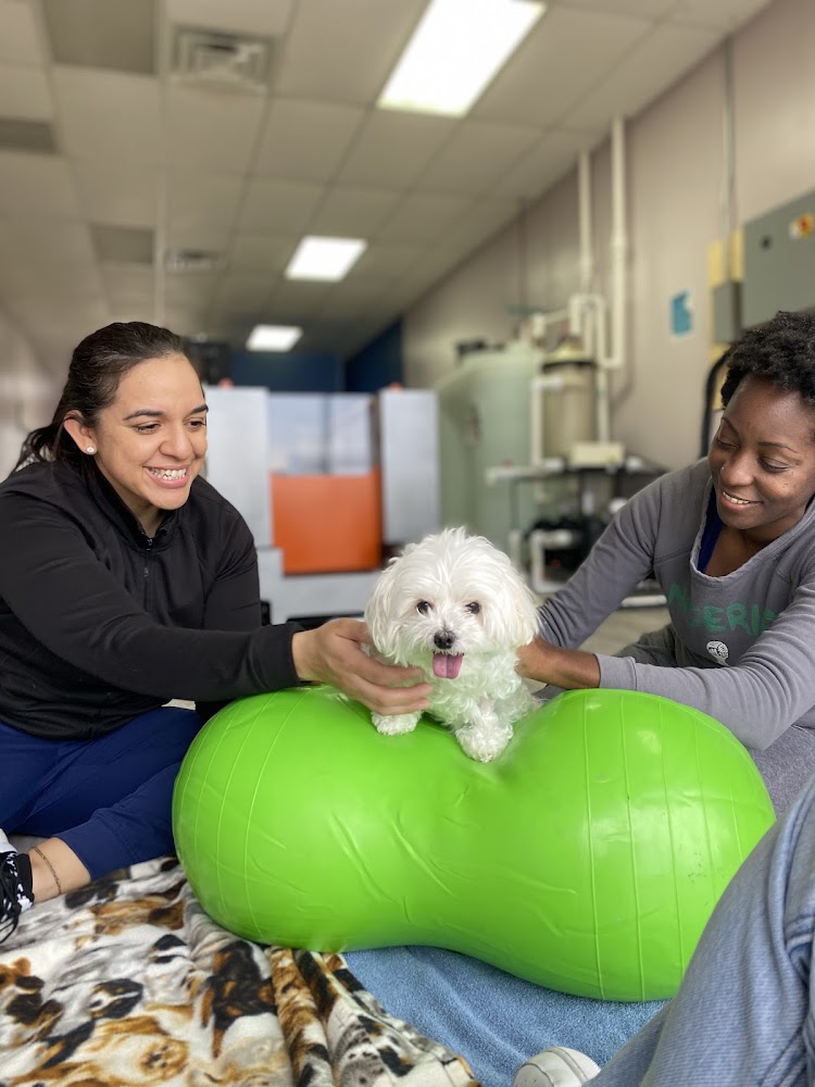 Revive Veterinary Rehab
