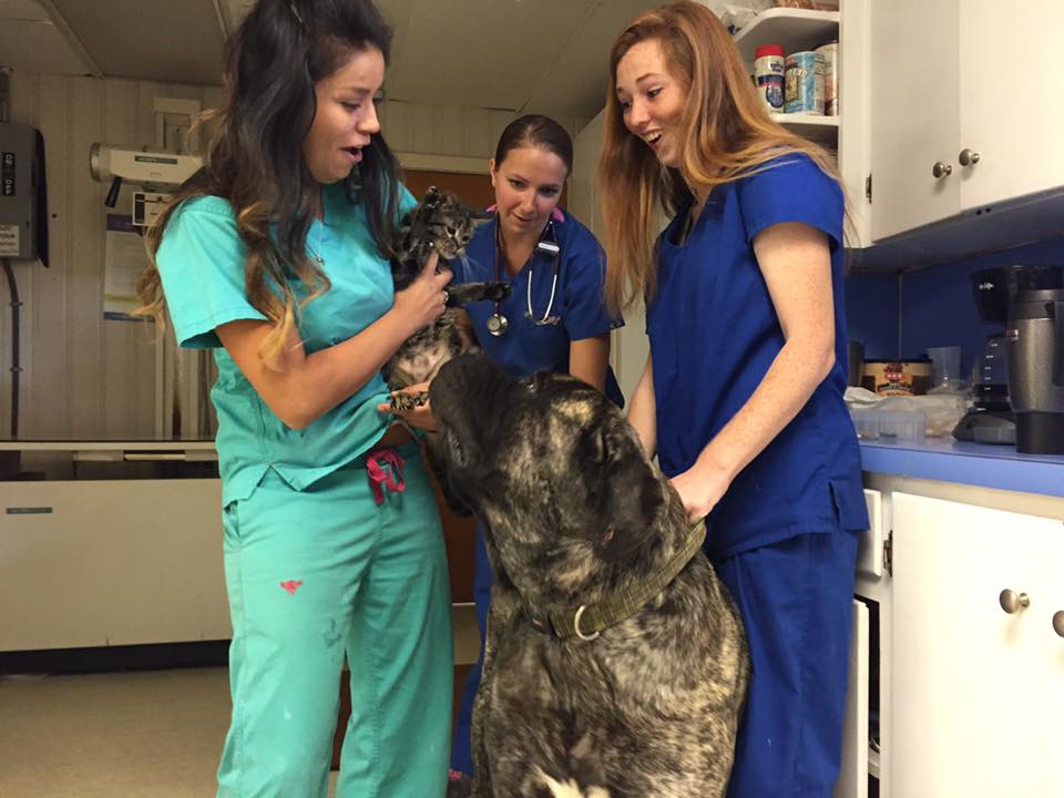 Companion Animal Hospital