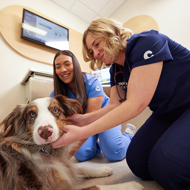 Chewy Vet Care The Triangle