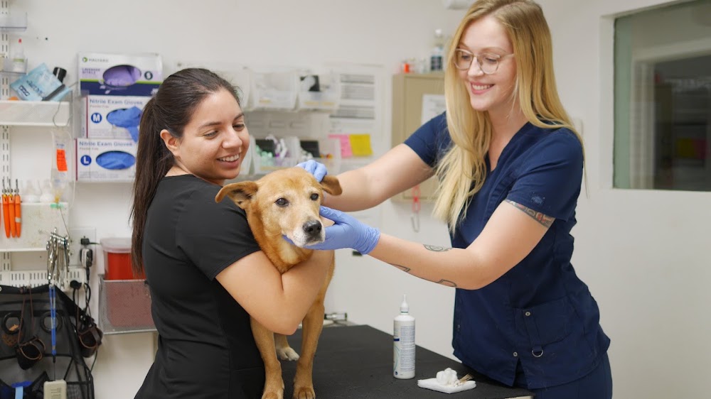 Spicewood Springs Animal Hospital