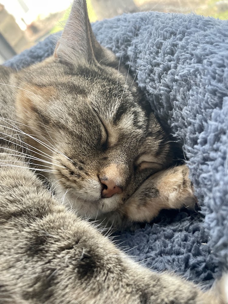 Spicewood Springs Cat Hospital