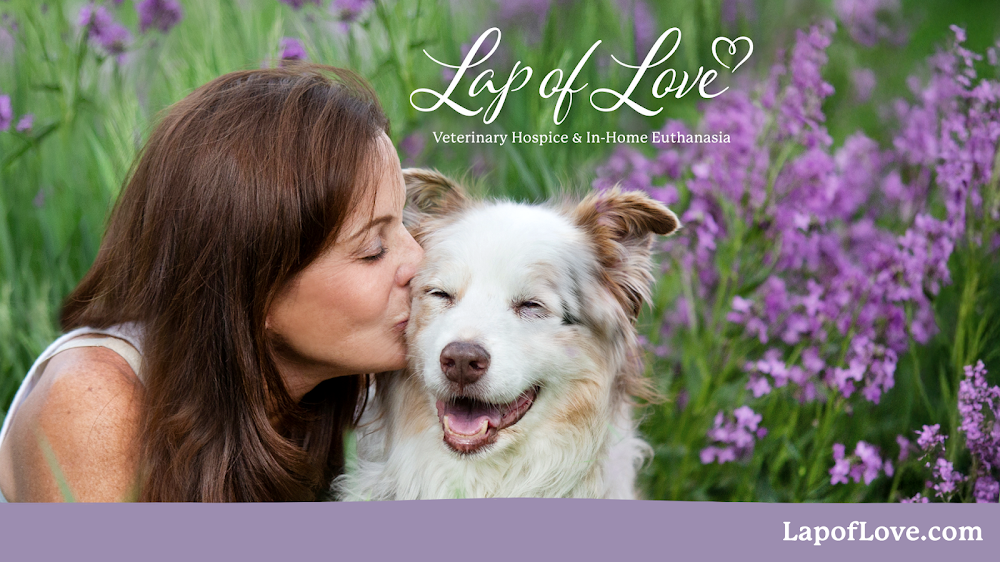 Lap of Love - Austin
