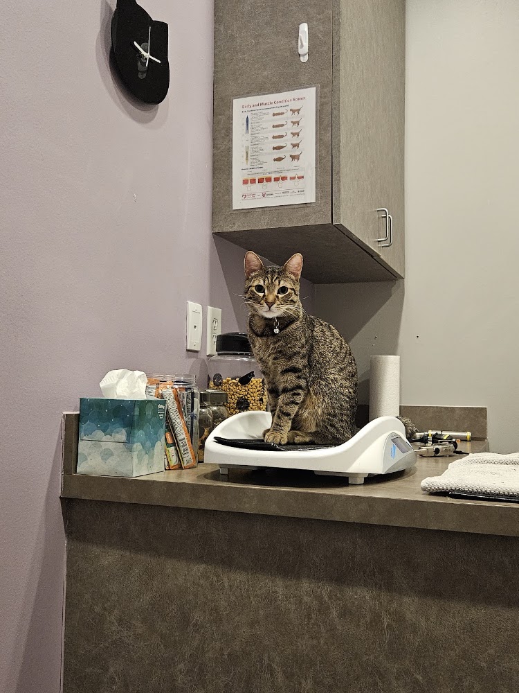 South Austin Cat Hospital