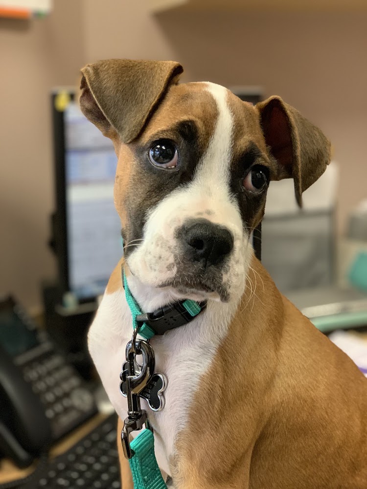 Allandale Veterinary Clinic