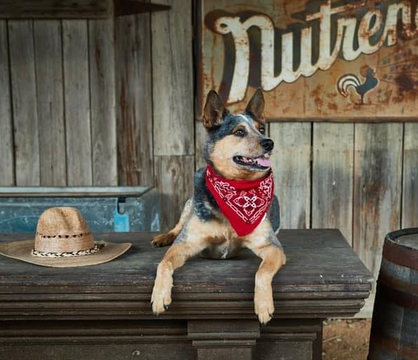 Lone Star Pet Vet