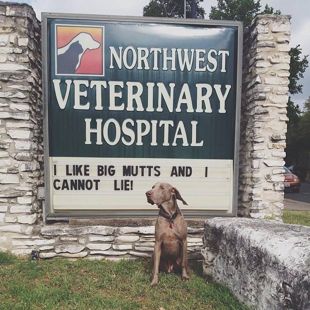 Northwest Veterinary Hospital