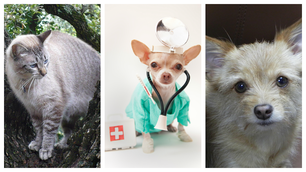 Burnet Road Animal Hospital