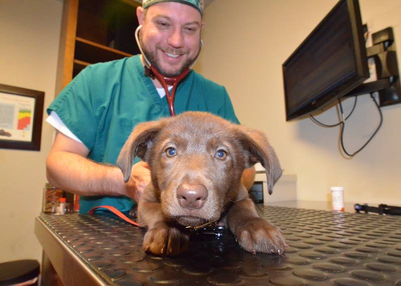 Westlake Animal Hospital, A Thrive Pet Healthcare Partner